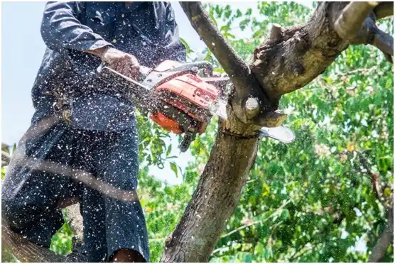 tree services Louisville